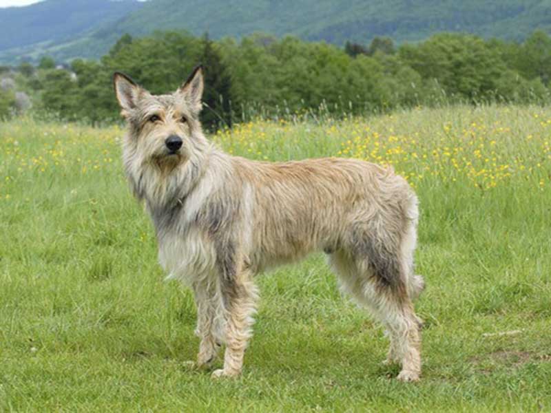 Berger Picard breed information | All you need to know about berger picard 